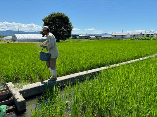 無農薬の田んぼにて微生物資材　～大阪　寝屋川　お米屋さん　ネオニコフリー～